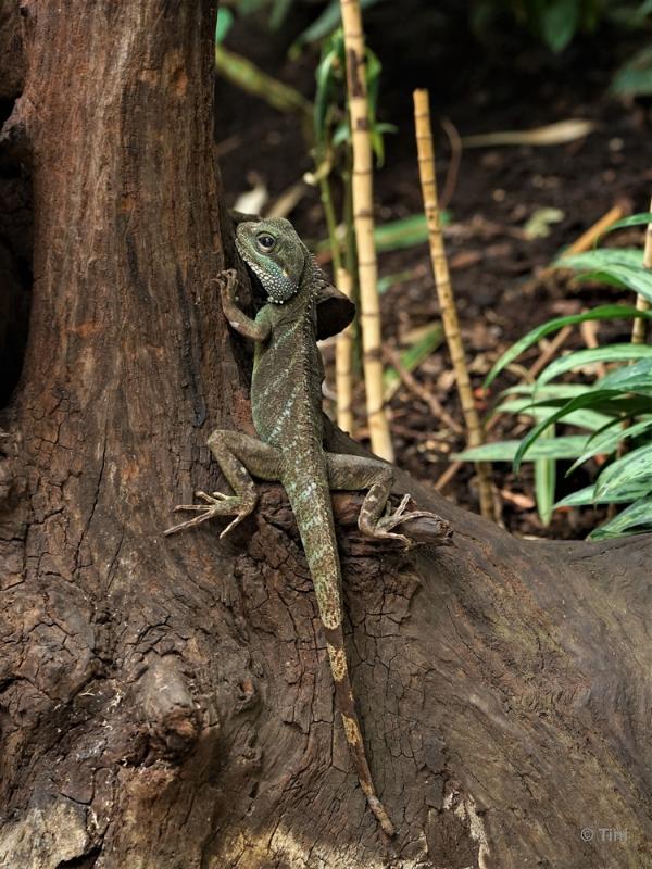 bdFoto 28.JPG - Artis en de hortus botanicus